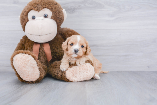 Cavapoo Puppy for Adoption