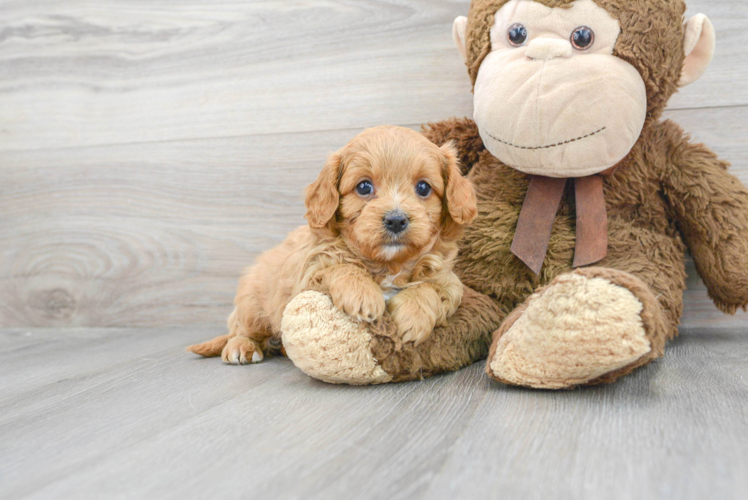 Funny Cavapoo Poodle Mix Pup