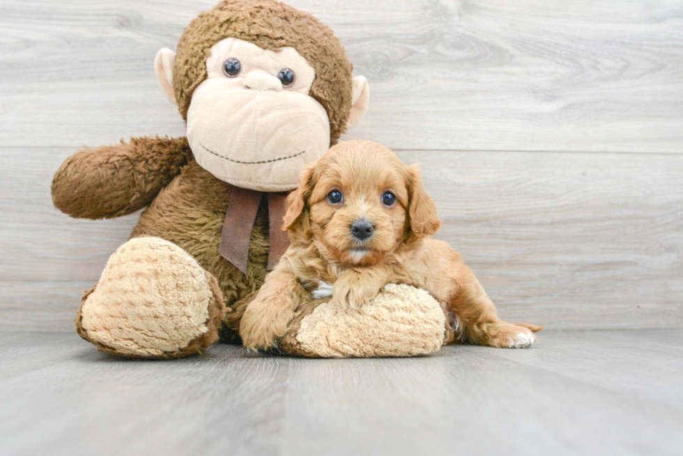 Cavapoo Pup Being Cute