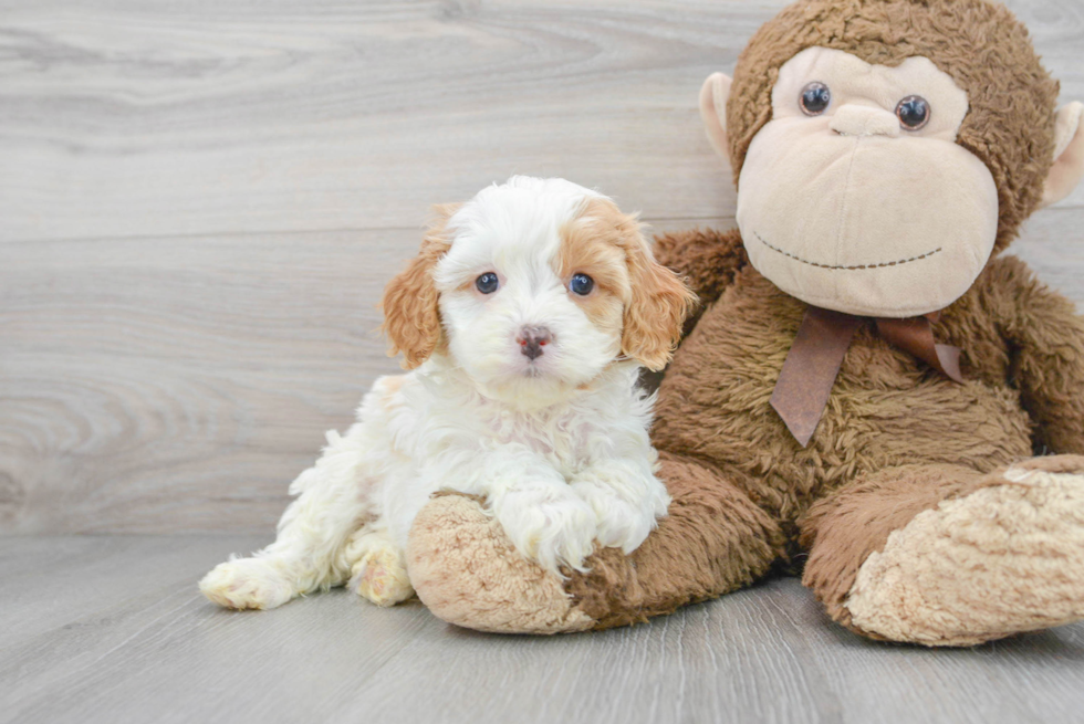 Cavapoo Puppy for Adoption