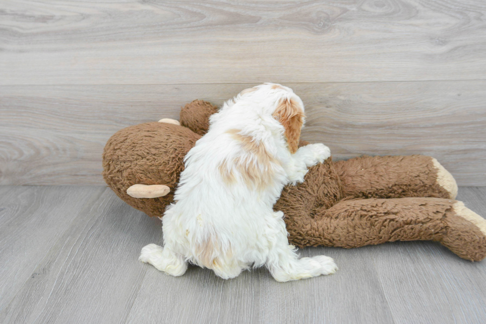 Friendly Cavapoo Baby