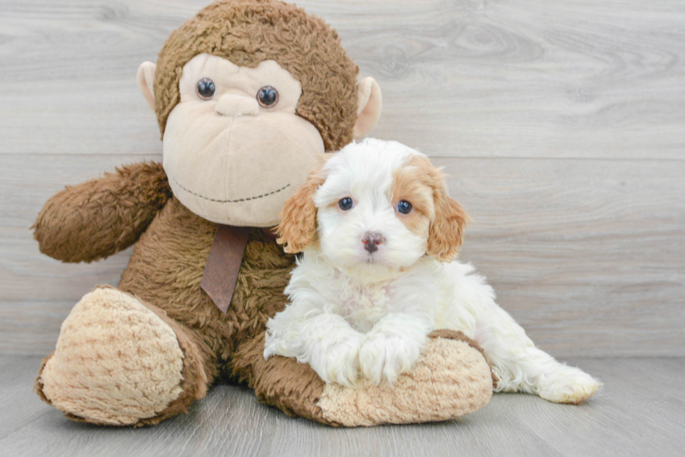 Fluffy Cavapoo Poodle Mix Pup