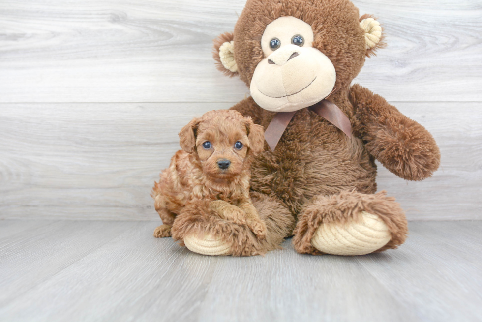 Fluffy Cavapoo Poodle Mix Pup