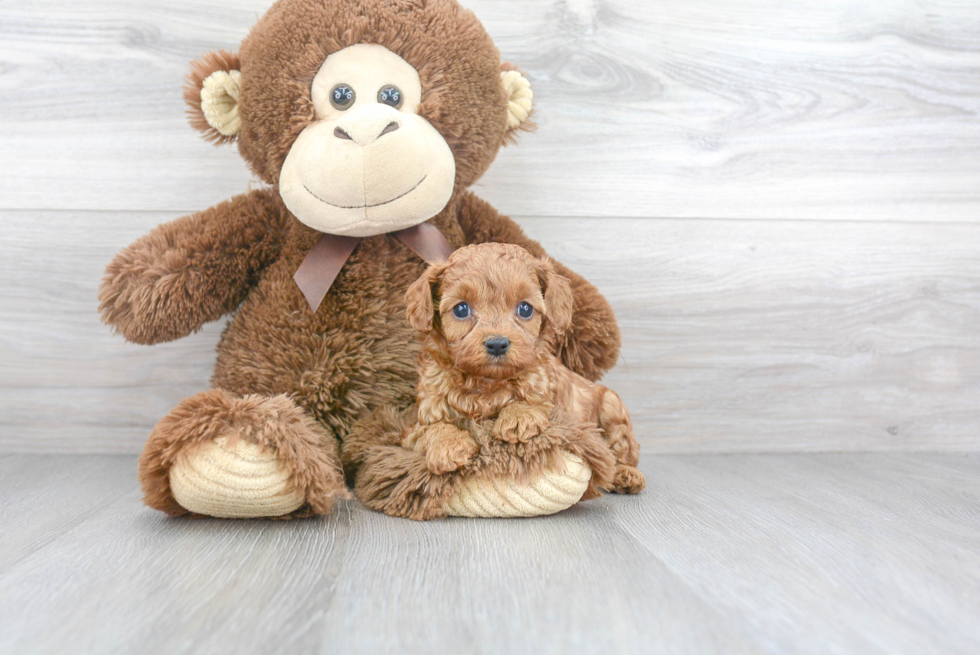 Best Cavapoo Baby