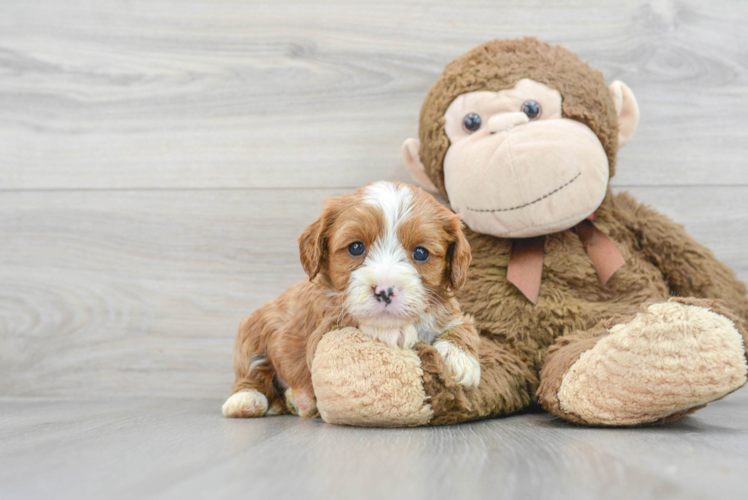 Petite Cavapoo Poodle Mix Pup