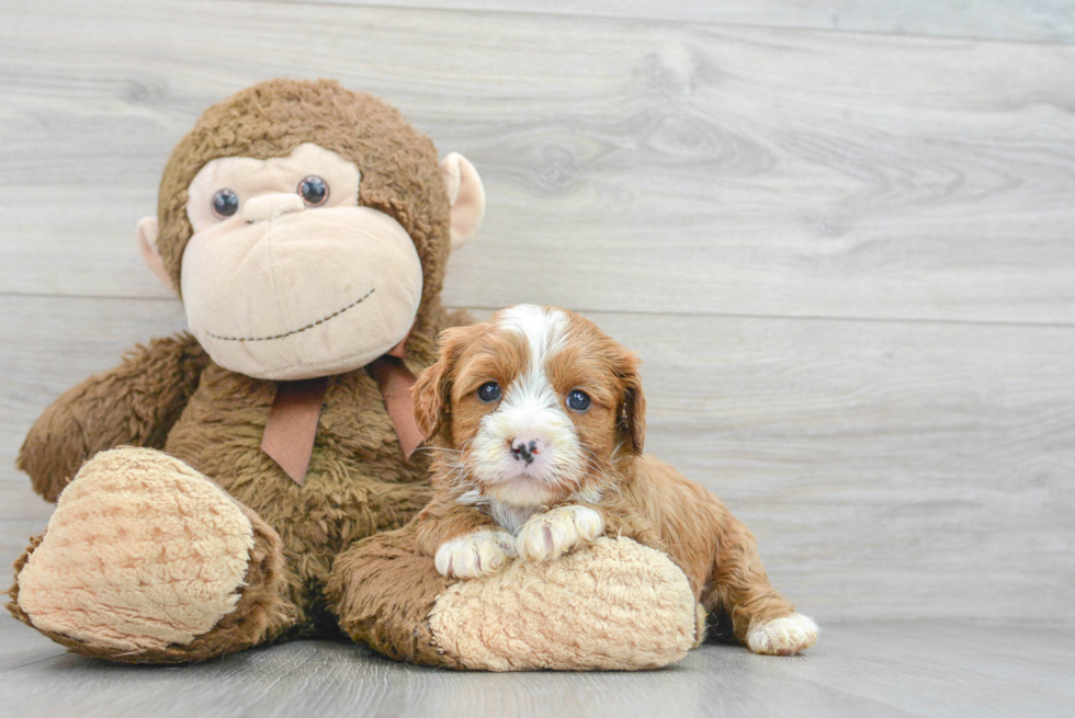 Sweet Cavapoo Baby