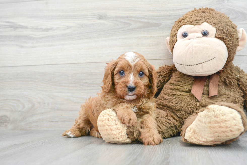 Best Cavapoo Baby