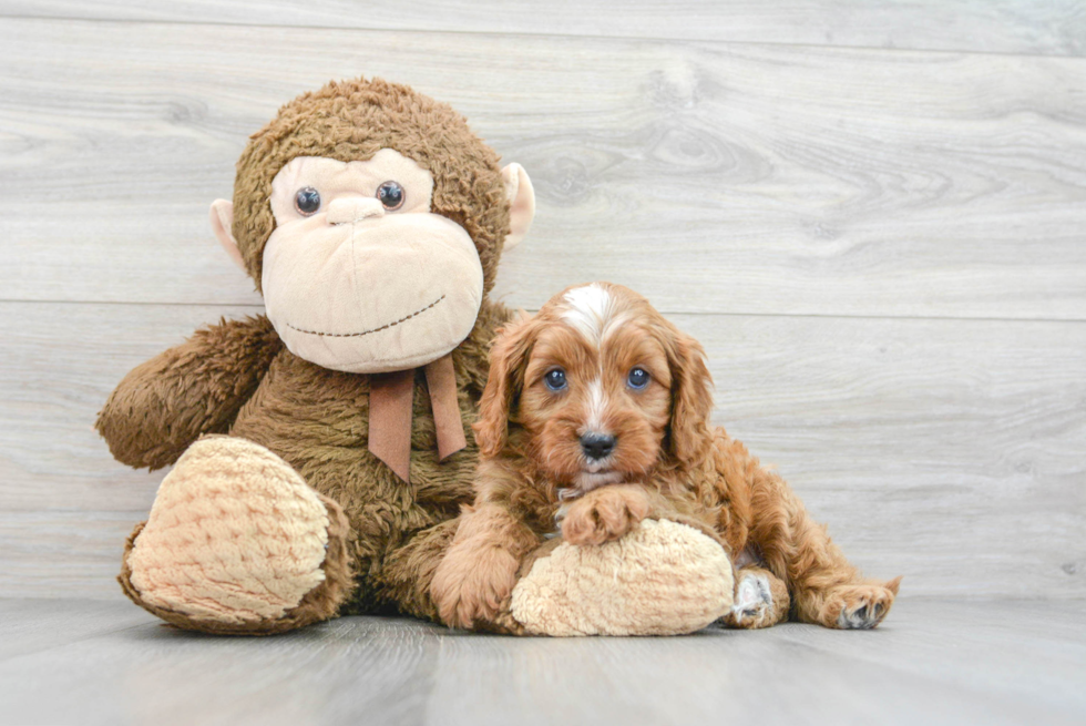 Adorable Cavoodle Poodle Mix Puppy