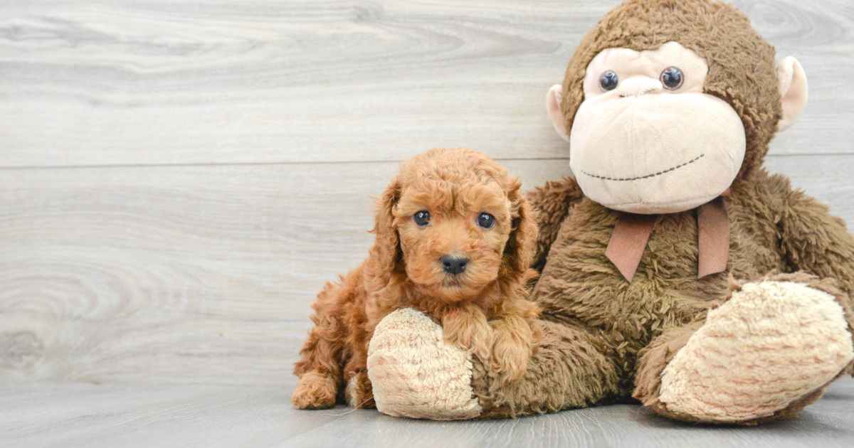 Funny Cavapoo Kellen: 4lb 2oz Doodle Puppy