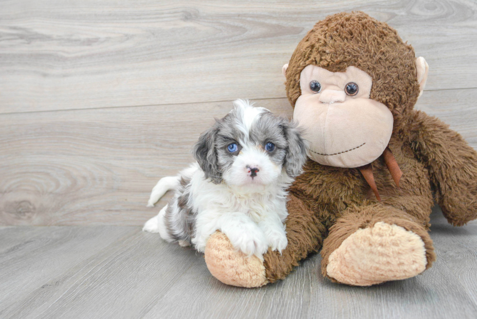 Hypoallergenic Cavoodle Poodle Mix Puppy