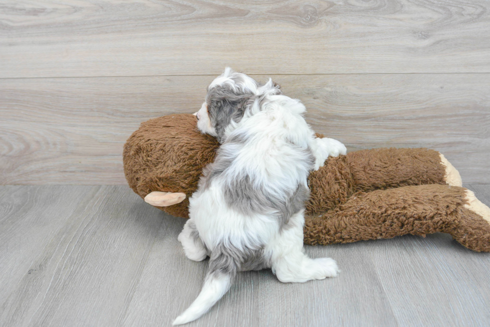 Cavapoo Pup Being Cute