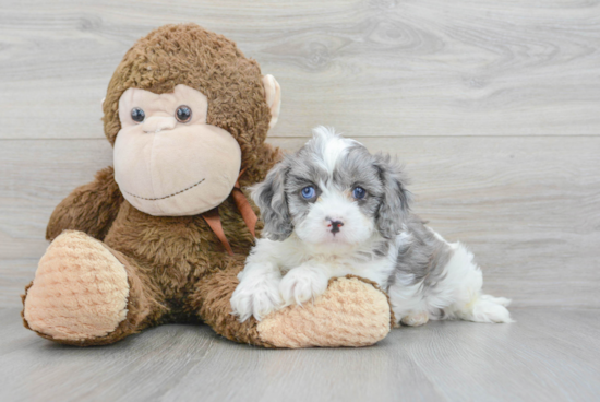 Energetic Cavoodle Poodle Mix Puppy