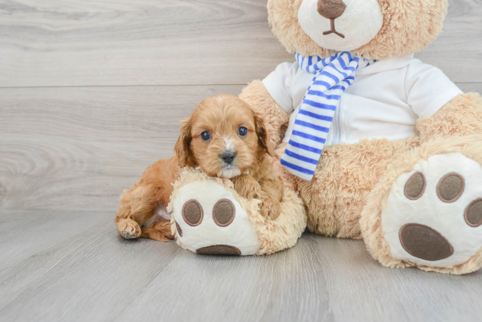 Cavapoo Puppy for Adoption