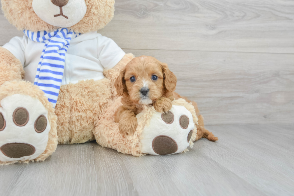 Cavapoo Puppy for Adoption