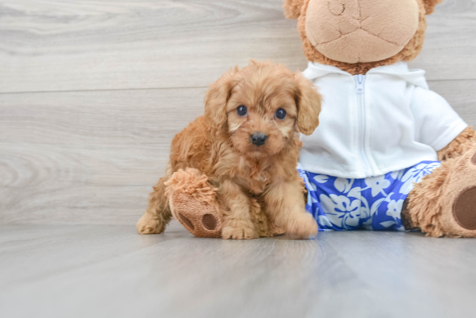 Little Cavoodle Poodle Mix Puppy