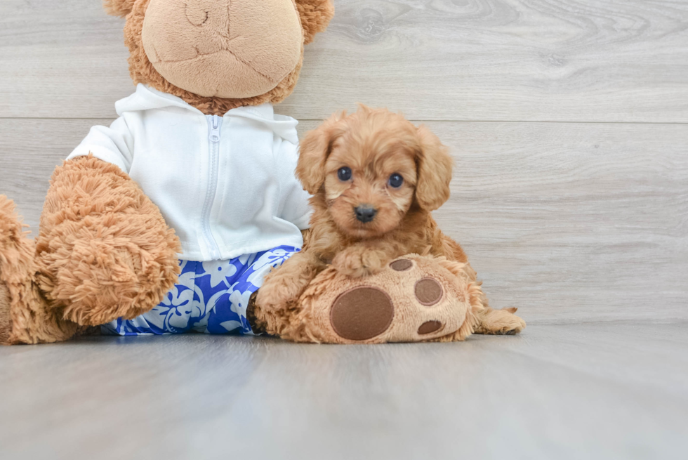 Friendly Cavapoo Baby