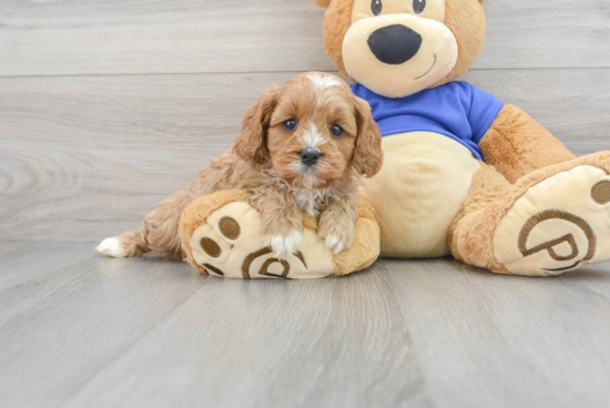 Cavapoo Puppy for Adoption