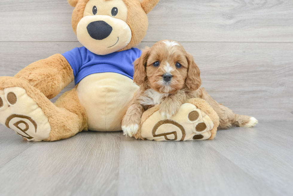 Best Cavapoo Baby