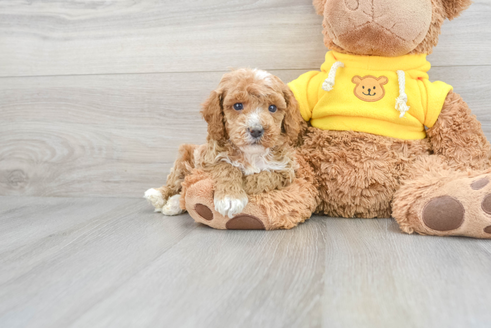 Petite Cavapoo Poodle Mix Pup