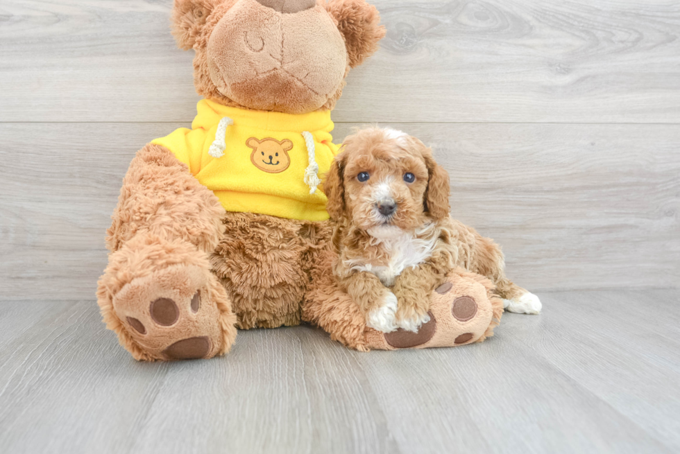 Funny Cavapoo Poodle Mix Pup