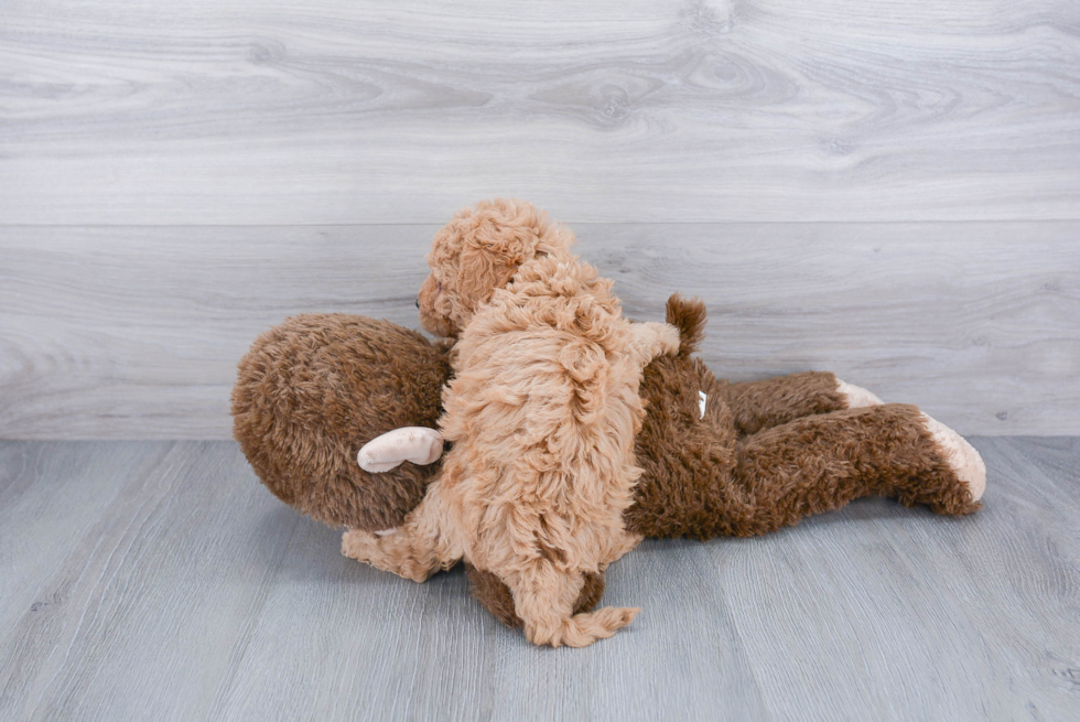 Cavapoo Pup Being Cute