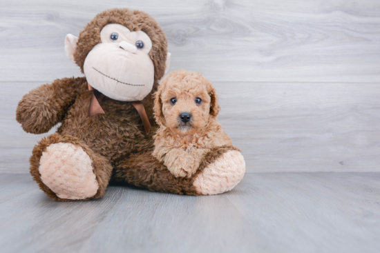 Happy Cavapoo Baby