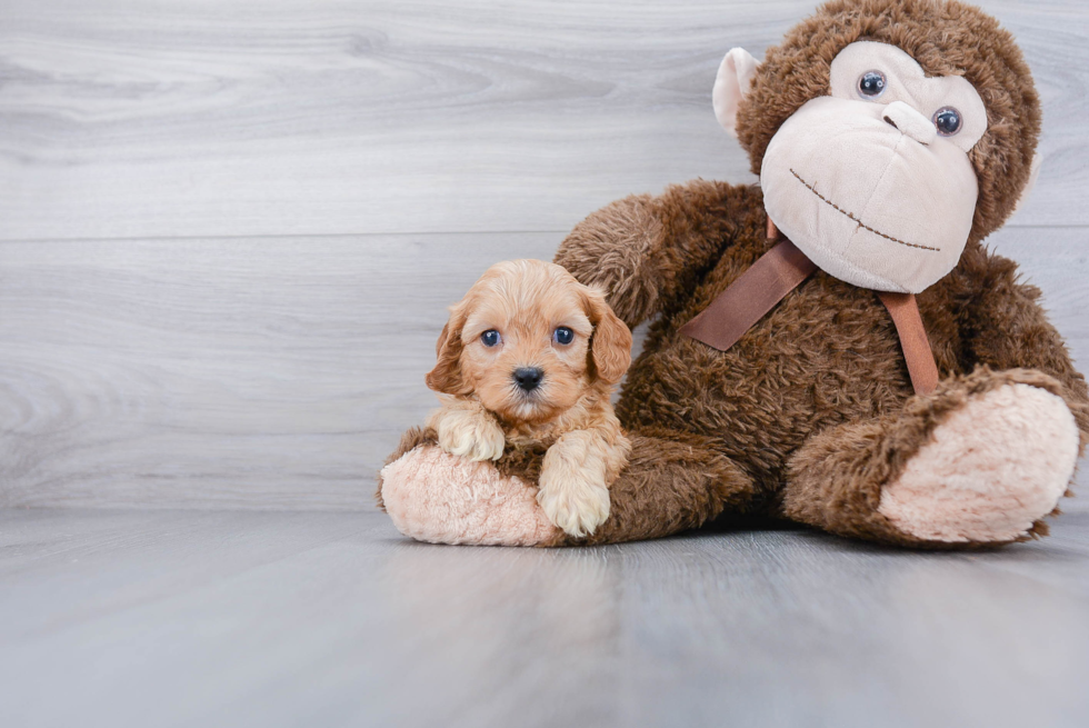 Cavapoo Puppy for Adoption