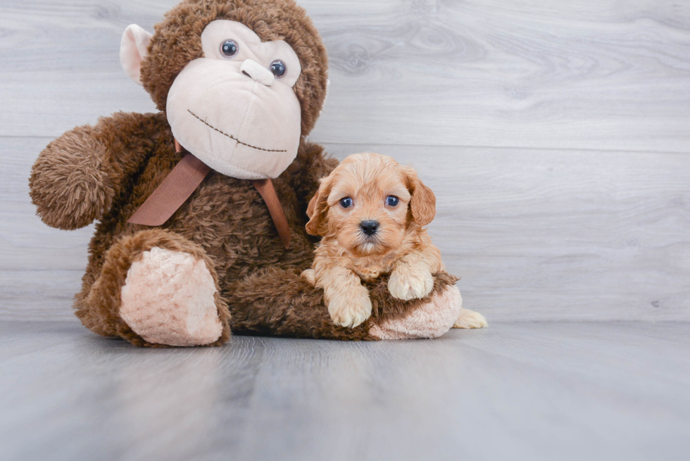 Happy Cavapoo Baby