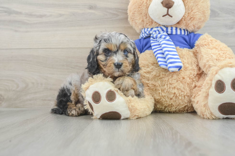 Cavapoo Puppy for Adoption