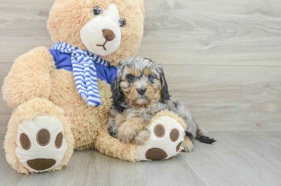 6 week old Cavapoo Puppy For Sale - Premier Pups