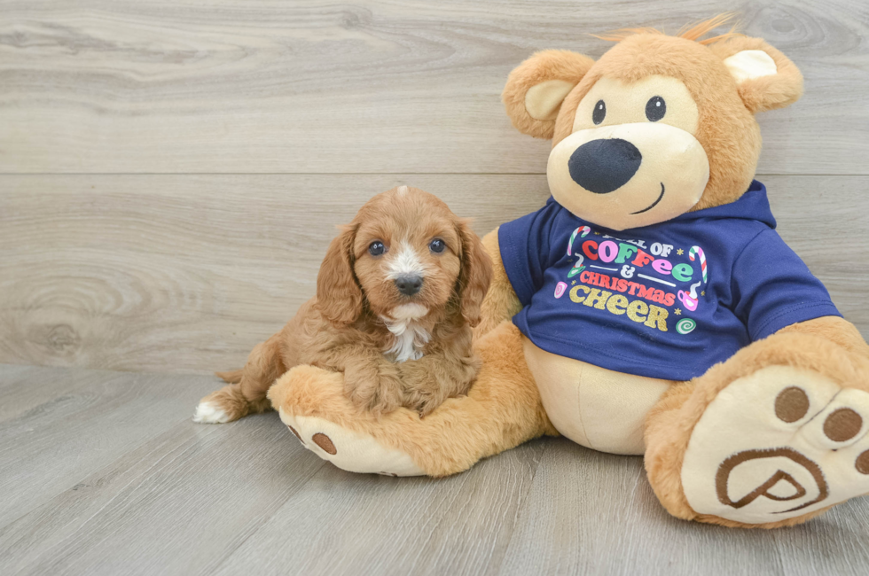 5 week old Cavapoo Puppy For Sale - Premier Pups