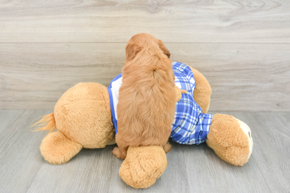 Best Cavapoo Baby
