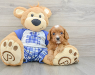 7 week old Cavapoo Puppy For Sale - Premier Pups