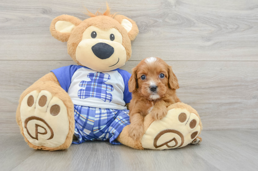 7 week old Cavapoo Puppy For Sale - Premier Pups