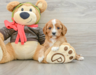 8 week old Cavapoo Puppy For Sale - Premier Pups