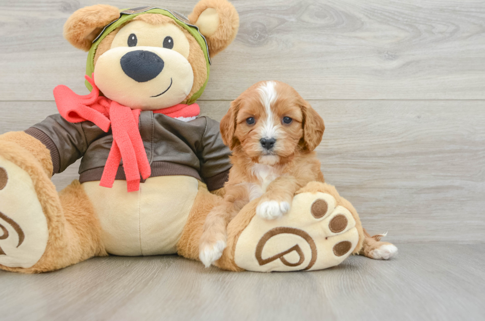 5 week old Cavapoo Puppy For Sale - Premier Pups