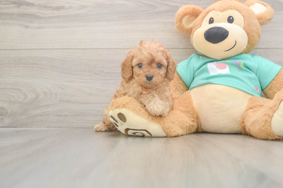 5 week old Cavapoo Puppy For Sale - Premier Pups