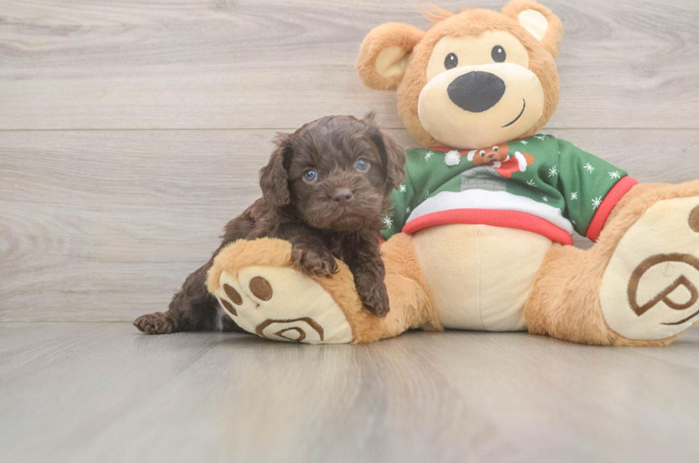 5 week old Cavapoo Puppy For Sale - Premier Pups