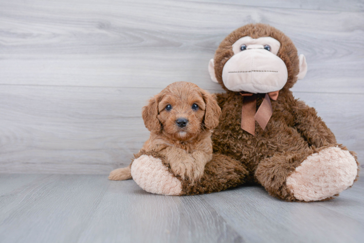 Smart Cavapoo Poodle Mix Pup