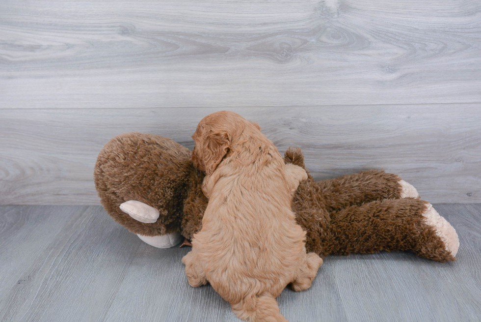 Happy Cavapoo Baby