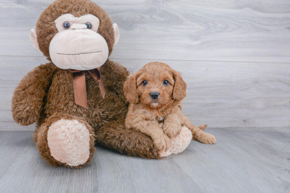 Best Cavapoo Baby