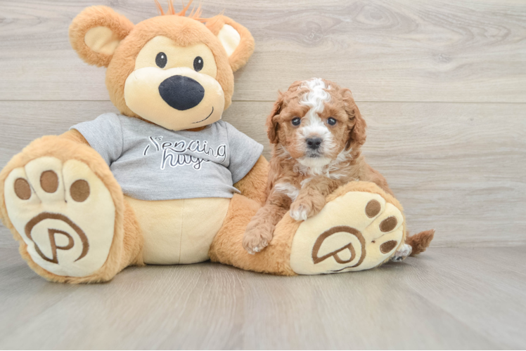 Cavapoo Pup Being Cute