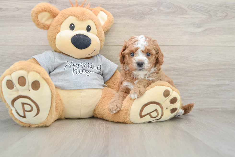 Cavapoo Pup Being Cute