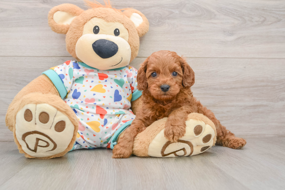 Little Cavipoo Poodle Mix Puppy