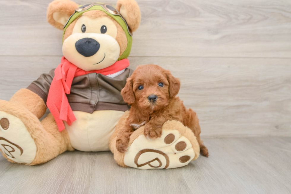 Cavapoo Pup Being Cute