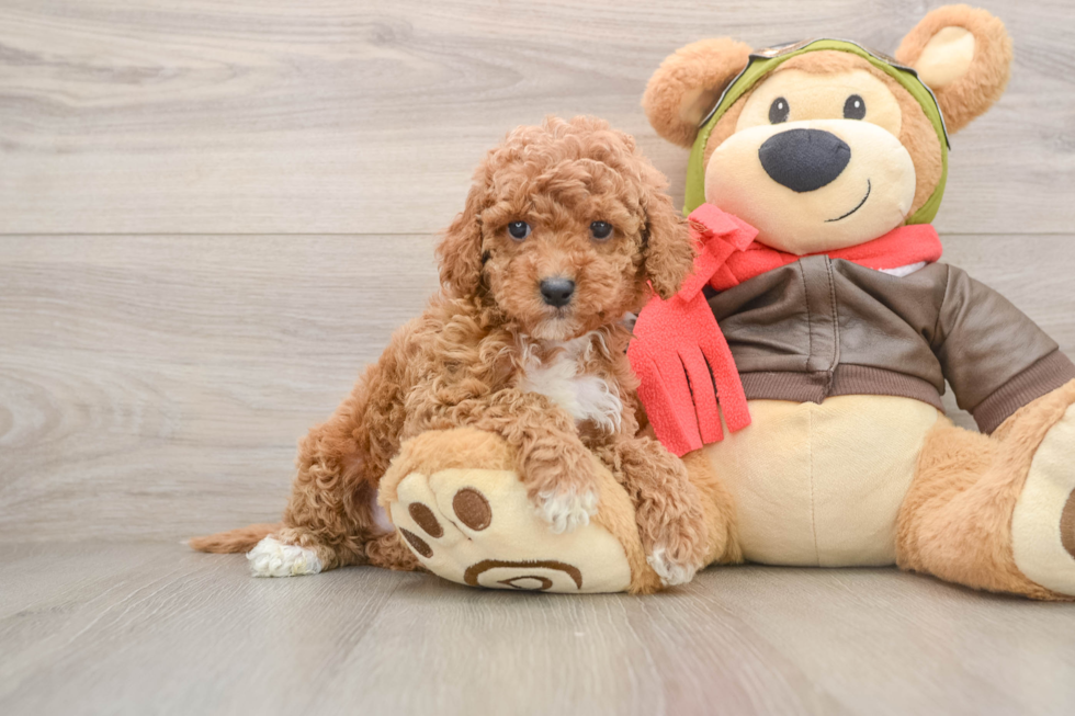 Cavapoo Pup Being Cute