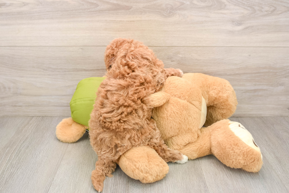 Hypoallergenic Cavadoodle Poodle Mix Puppy