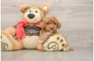 Best Cavapoo Baby
