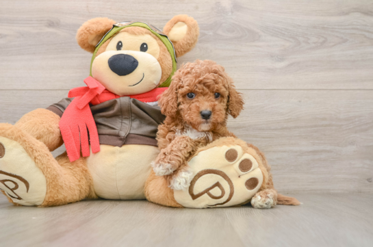 Best Cavapoo Baby