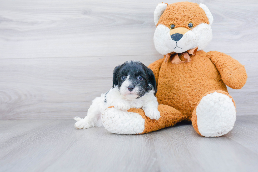 Cute Cavapoo Baby